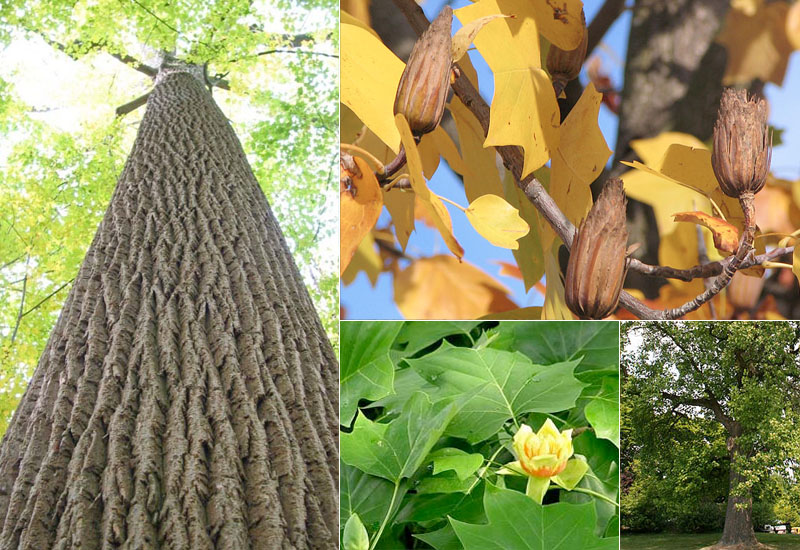 What makes black walnut trees so valuable?