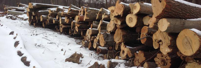 log pile from pipeline clearing