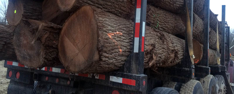 Log trucks moving logs