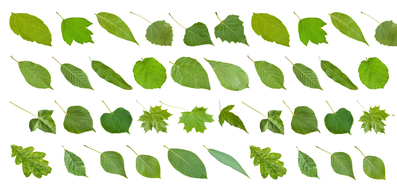 Ohio Leaf Identification Chart