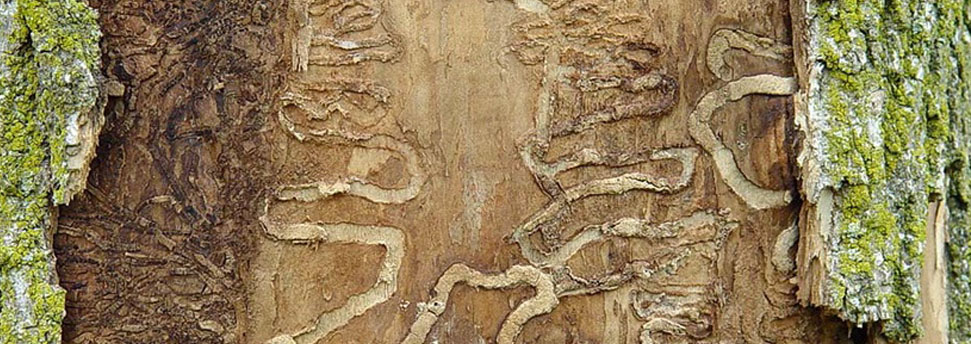 emerald ash borer damage