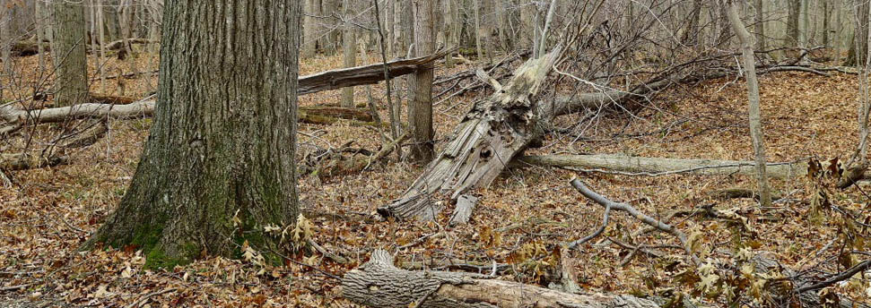 standing hardwoods trees in north america