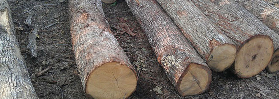 white oak logs