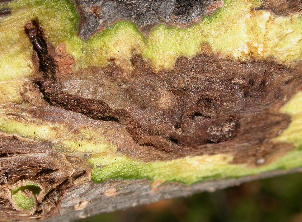 thousand cankers as seen in black walnut trees