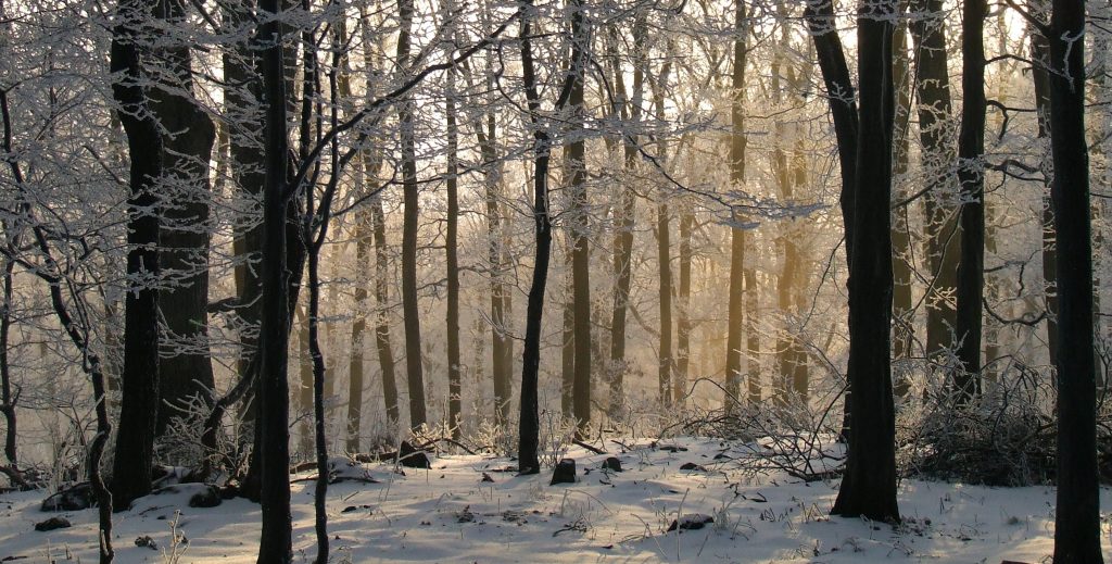 Estimating Standing Timber Value