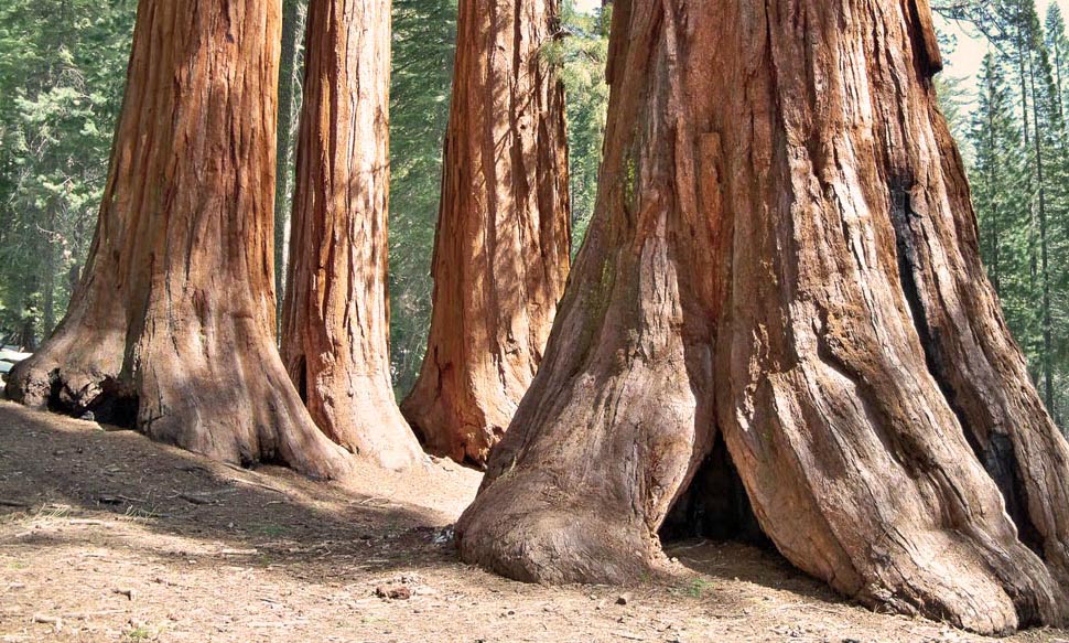 giant sequoia trees in california