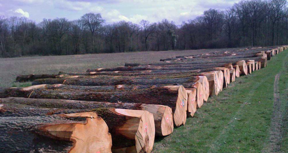 hardwood logs lined up in field