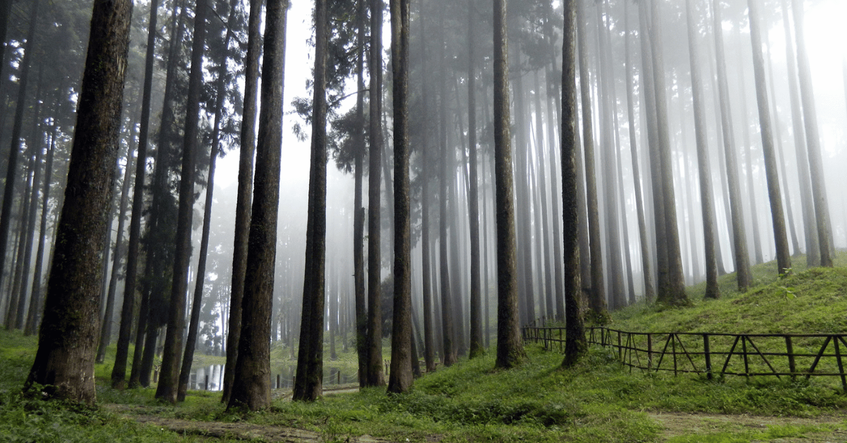 high quality trees