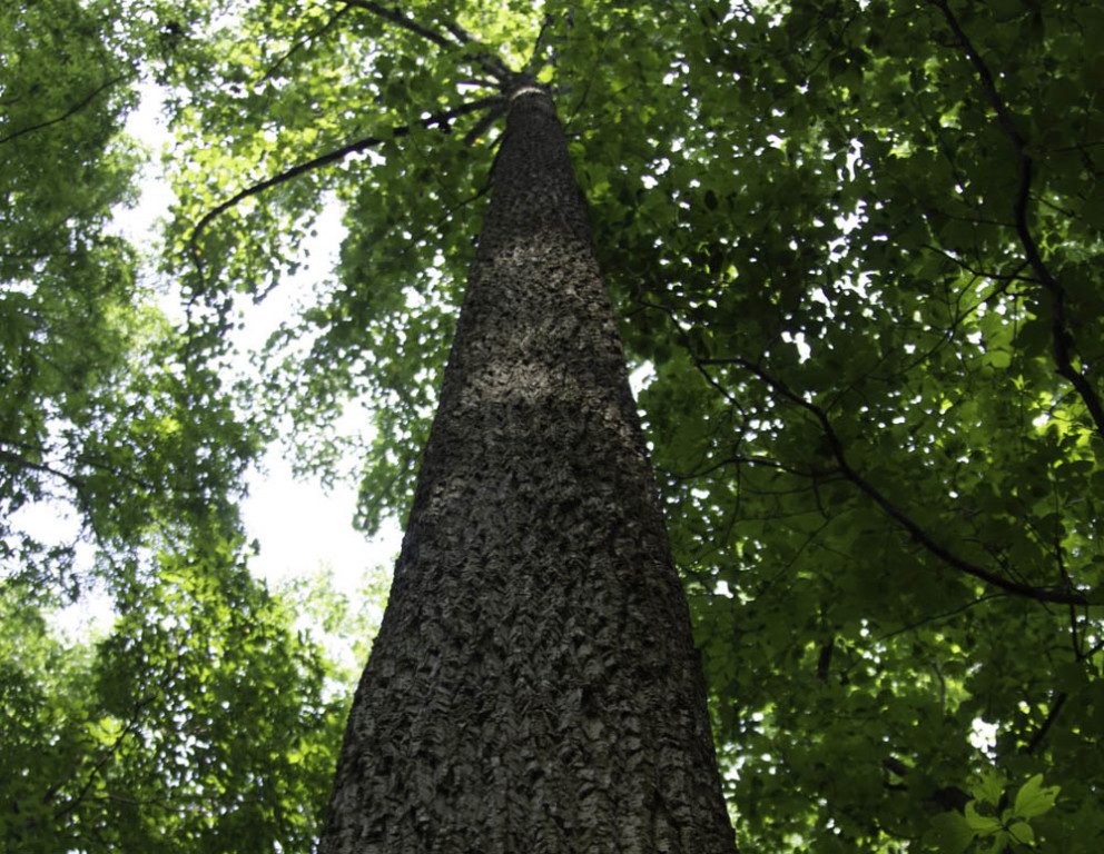 tall straight veneer quality tree