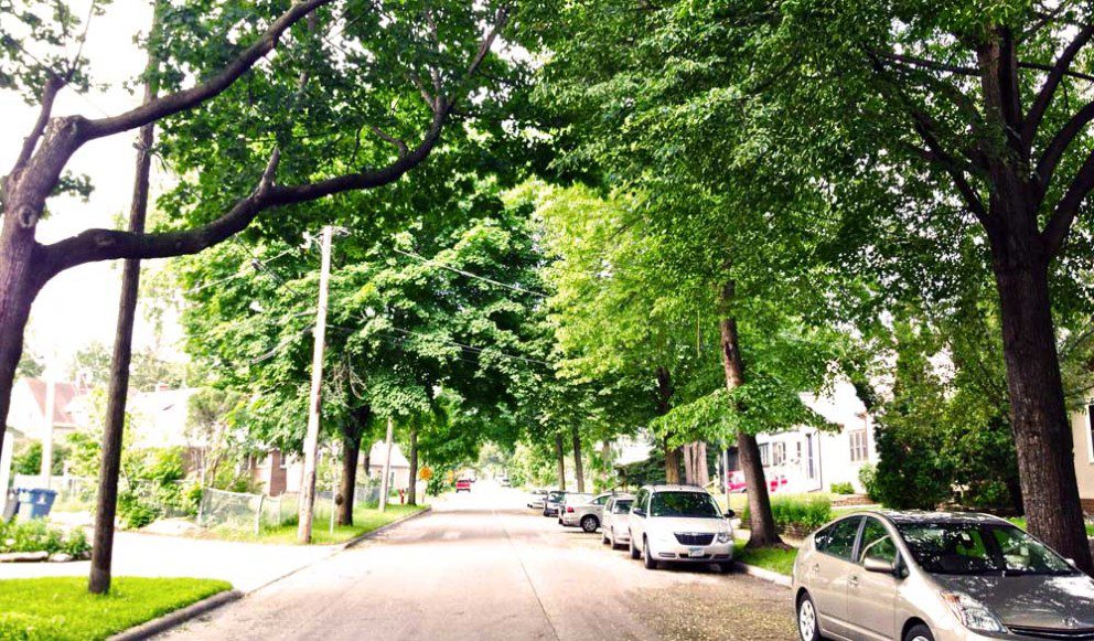 trees in suburban neighborhood