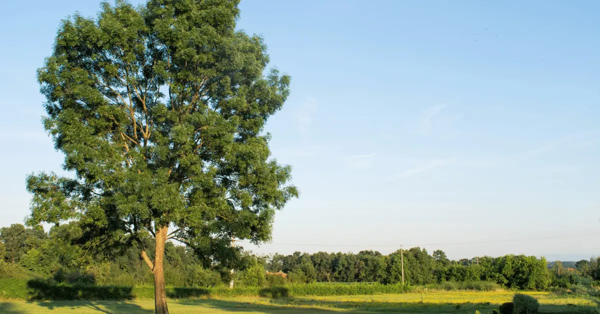 Ash Timber tree