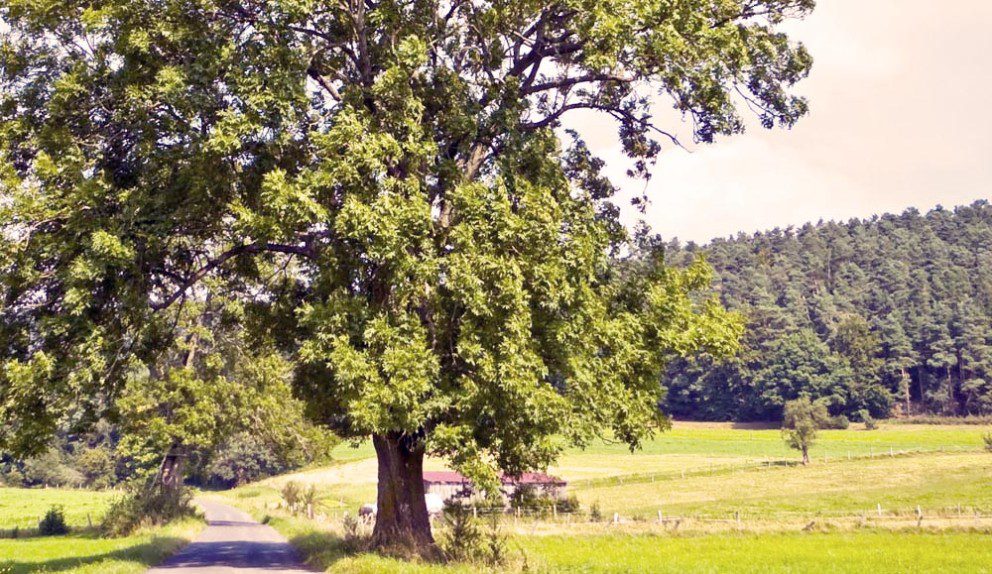 pre-blight ash tree standing along road