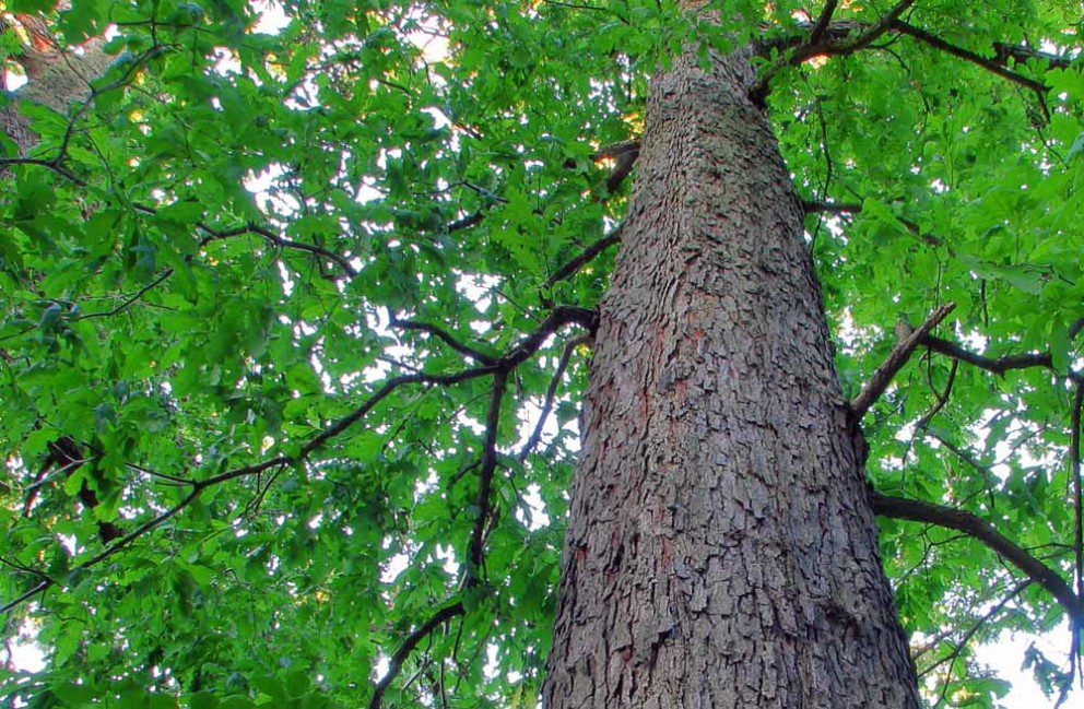 tall white oak tree in ohio