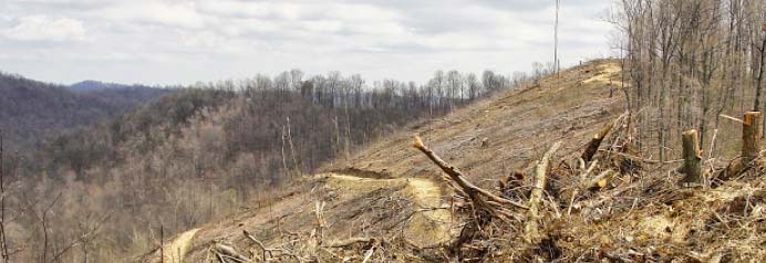 clear cutting timber in Ohio