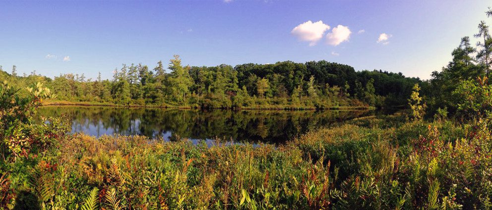 ohio woods with pond in foreground