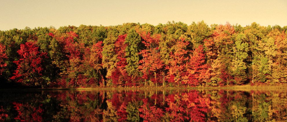 colorful foliage of deciduous trees in autumn