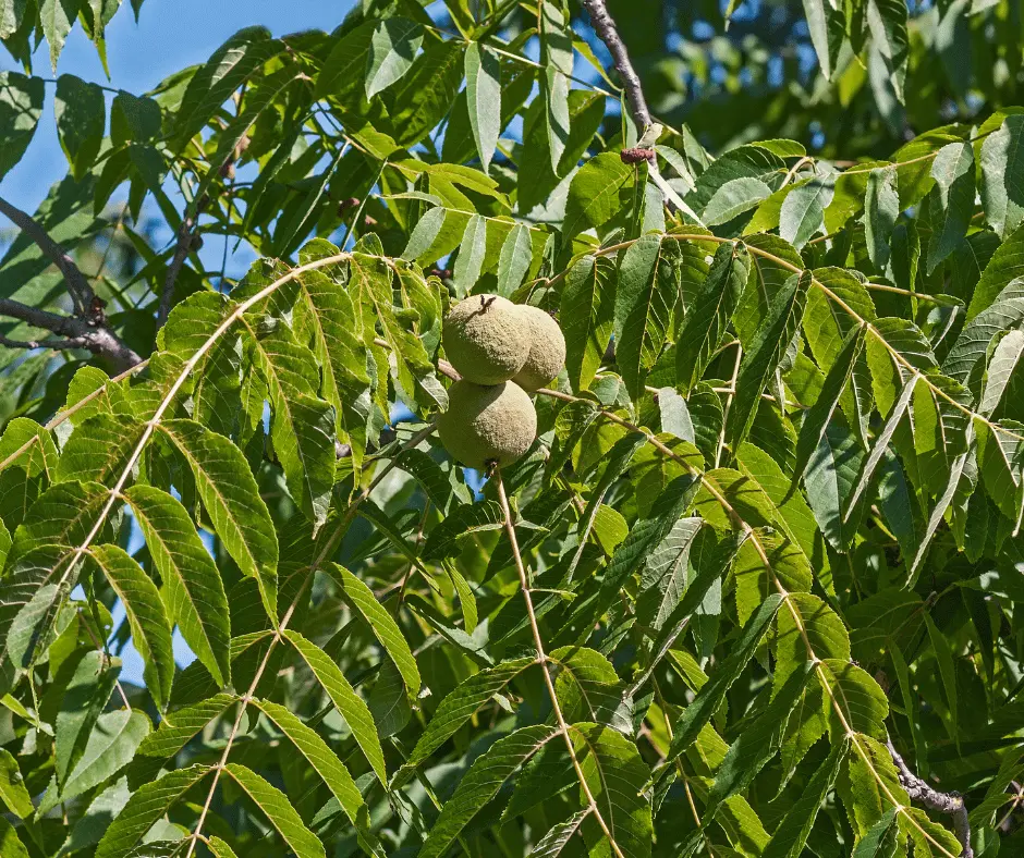 Black Walnut Standing Timber Prices Remain Strong