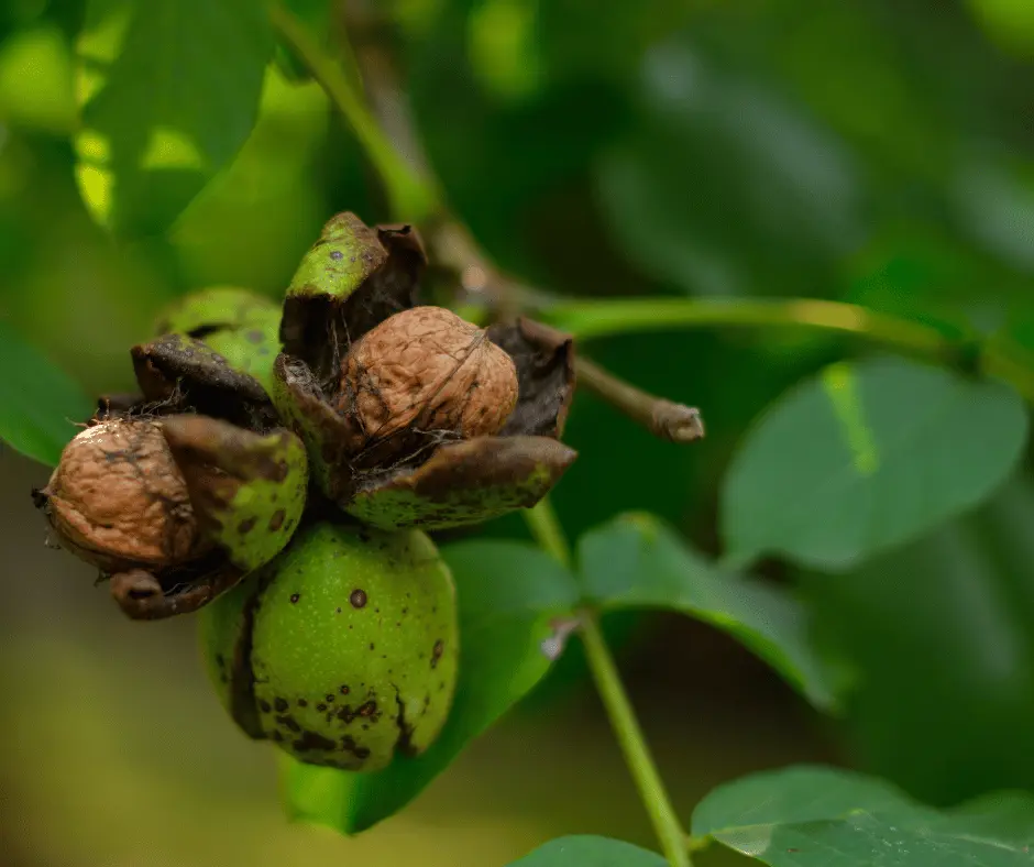 Black walnut standing timber