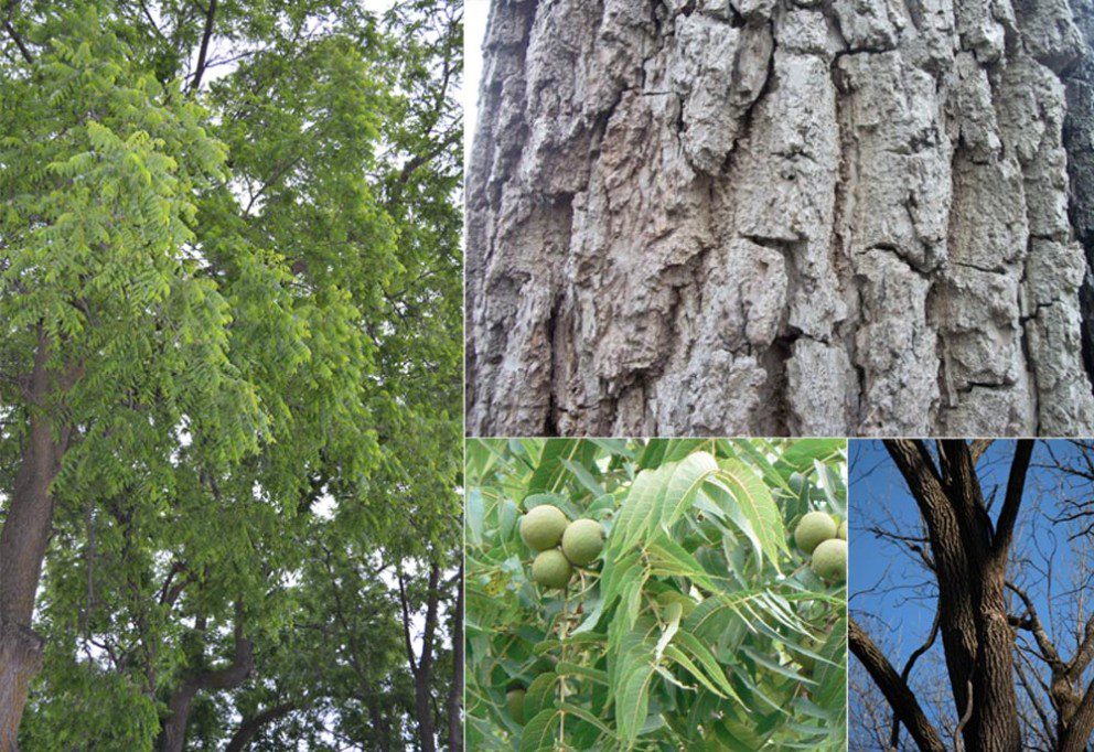 black walnut infographic educational