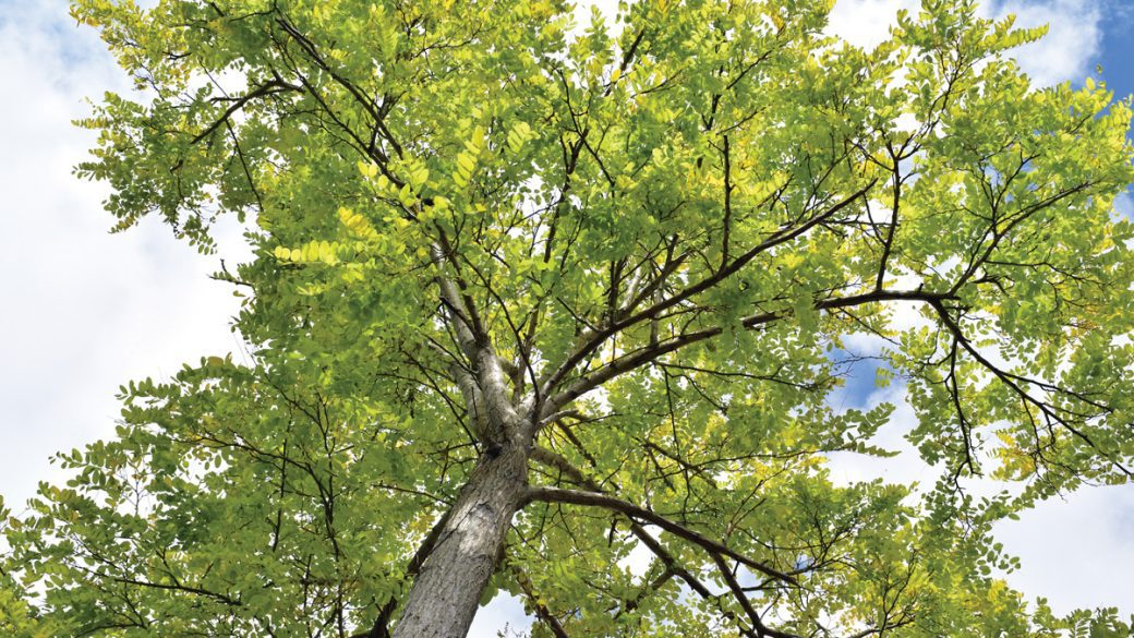 Healthy ash tree