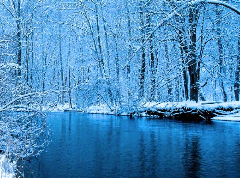 ohio forest in winter