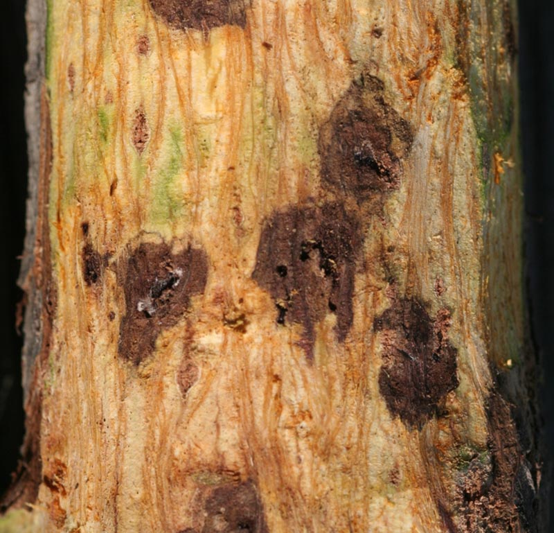 thousand cankers disease in black walnut