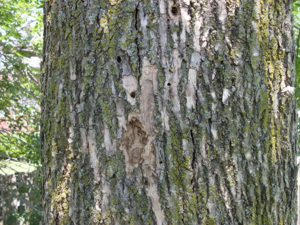 emerald ash borer damage