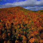 deciduous forest in autumn