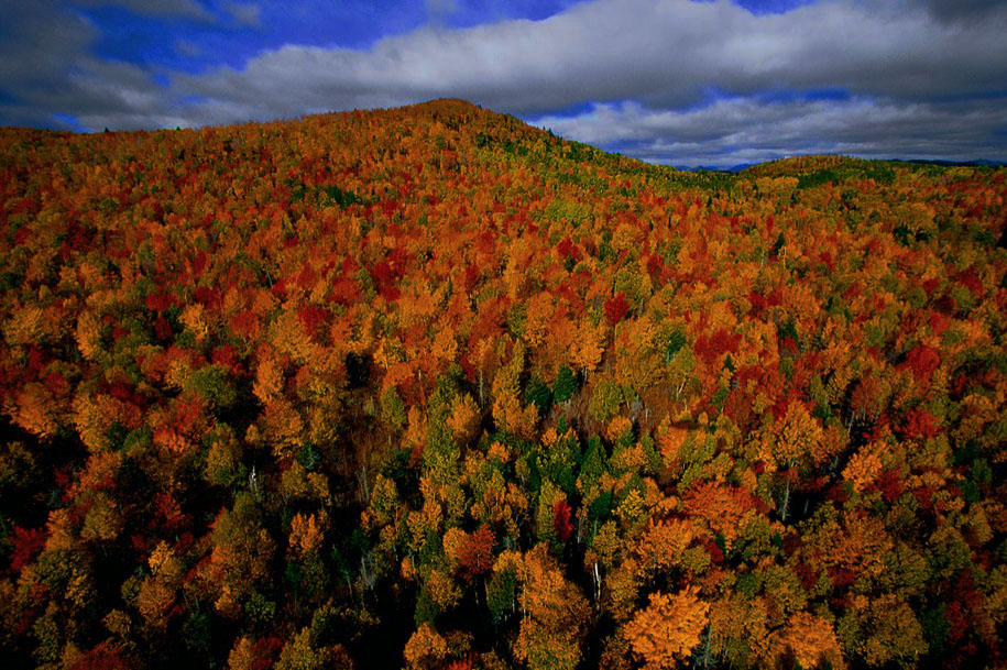 deciduous forest in autumn