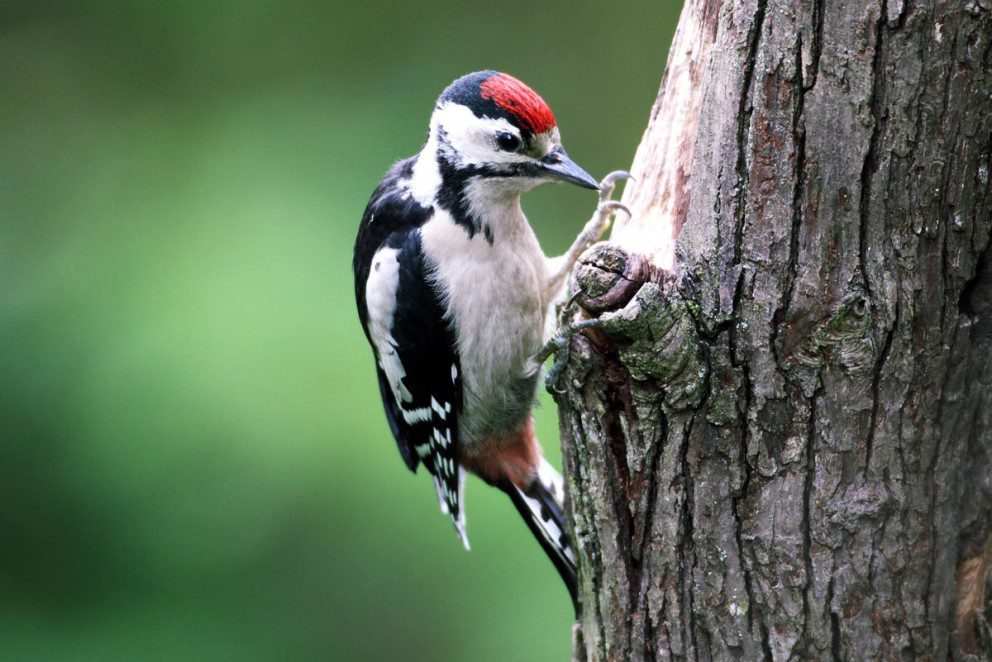 woodpeckers can create defects in hardwood