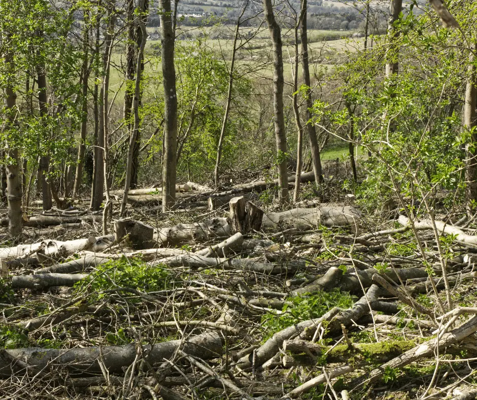 Selling Dead Ash Timber