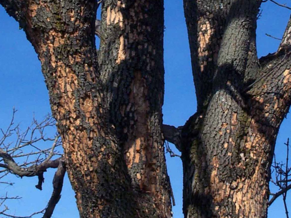 emerald ash borer severe damage