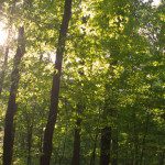 sustainable hardwood forest