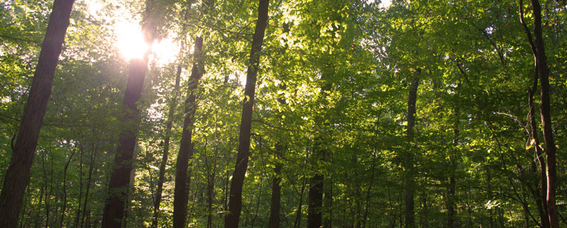 sustainable hardwood forest