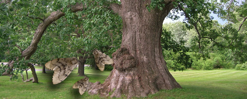 gypsy moth attacks white oak