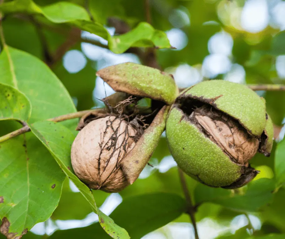 Walnut Quarantine Expansion Looming