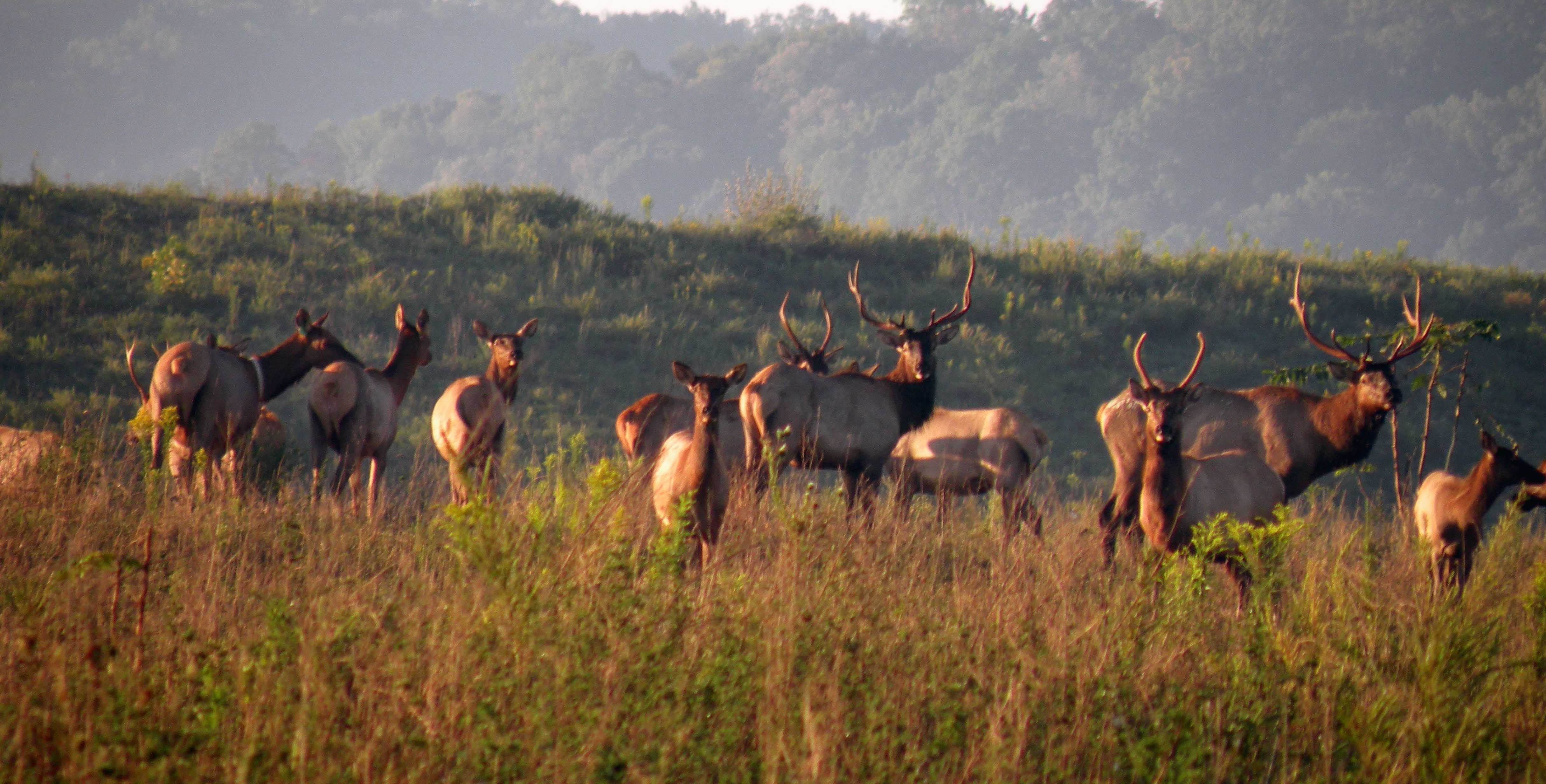 elk herd in appalachia