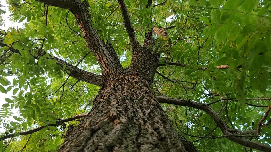 Black walnut foliage and bark