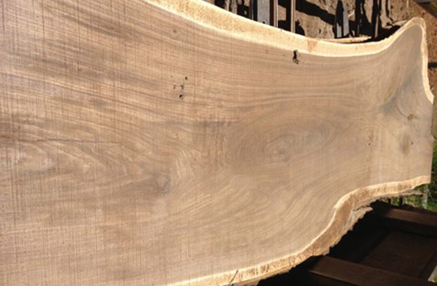 Live-edge black walnut slab from Ohio hardwood timber