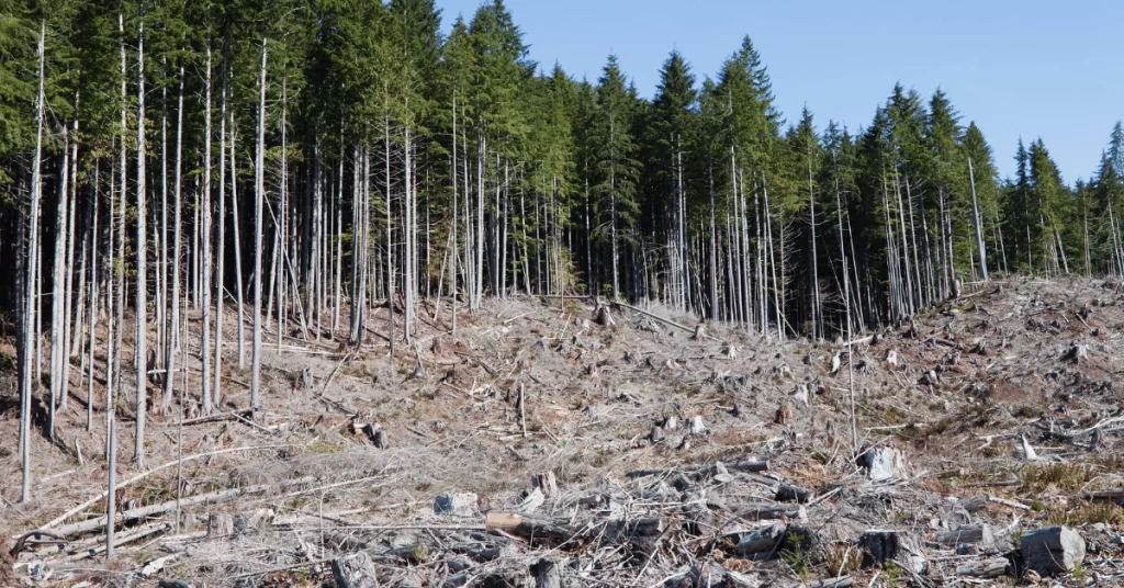 Timber Harvesting