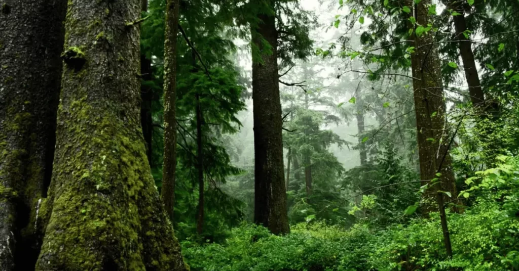 Hardwood trees