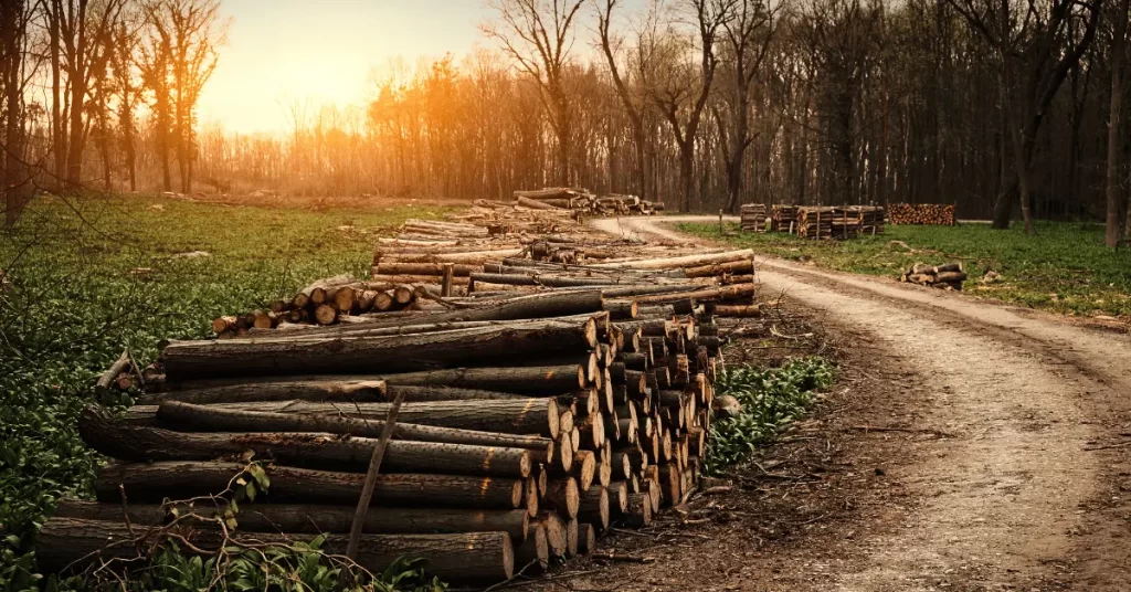 Harvesting  wood