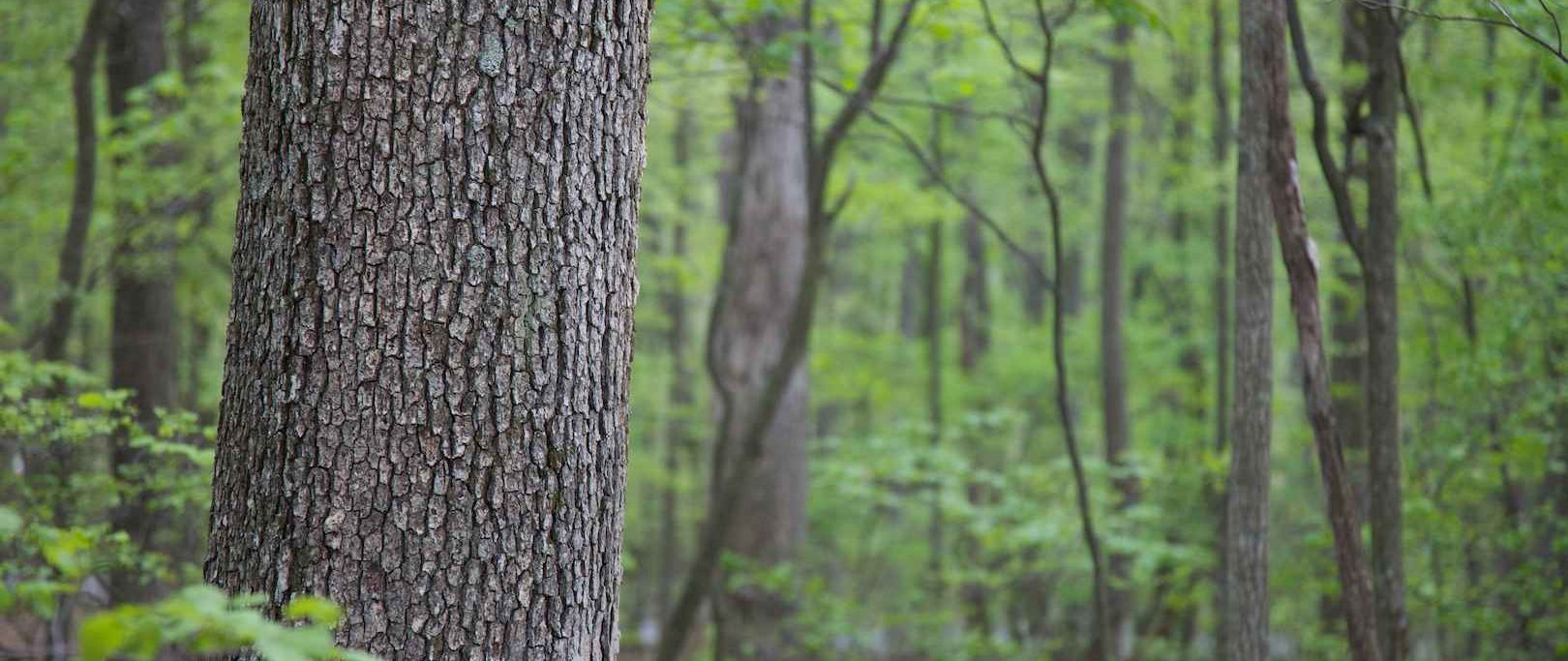 Hardwood Trees