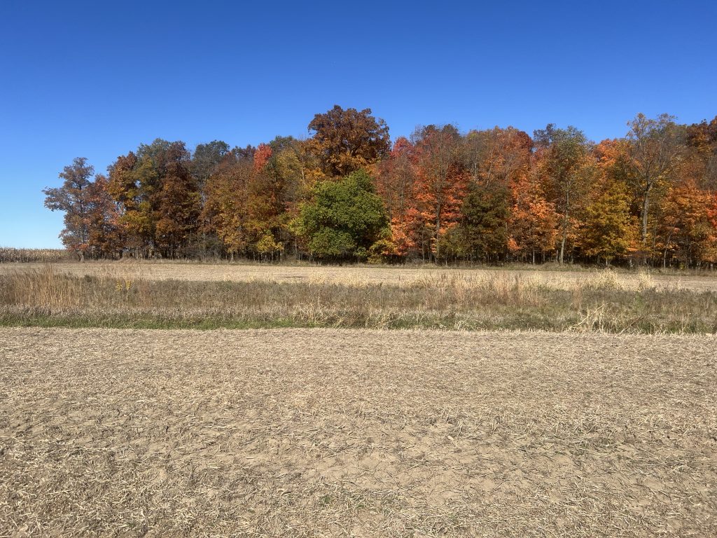 Ohio farmland with mature hardwood timber along field edge in fall