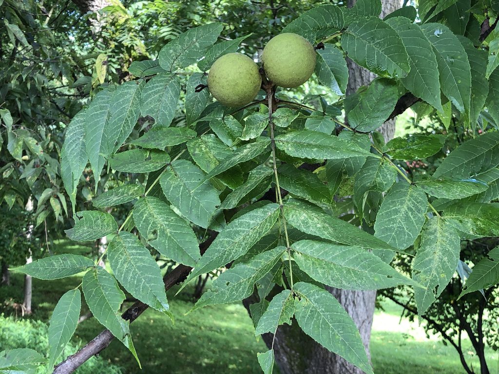 Black Walnut Fruit