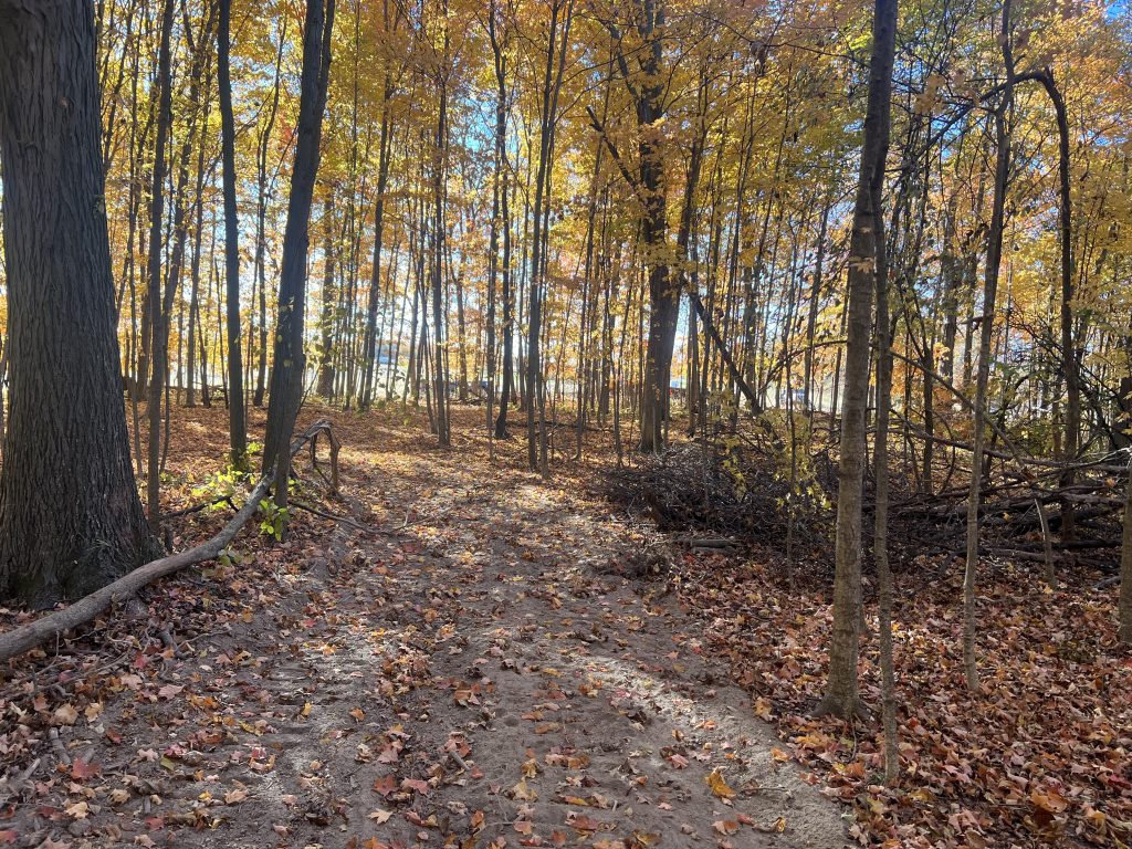 Autumn timberland with a cleared path through mature hardwood trees