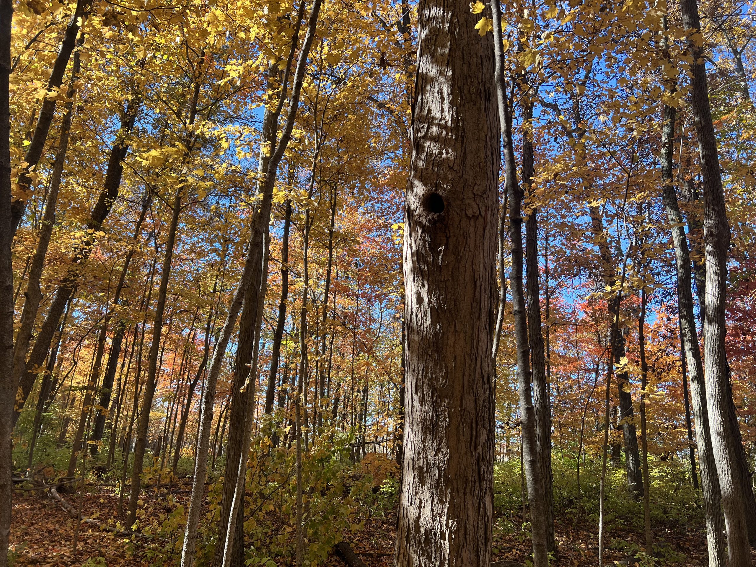 Mature white oak tree in an Ohio hardwood forest during autumn