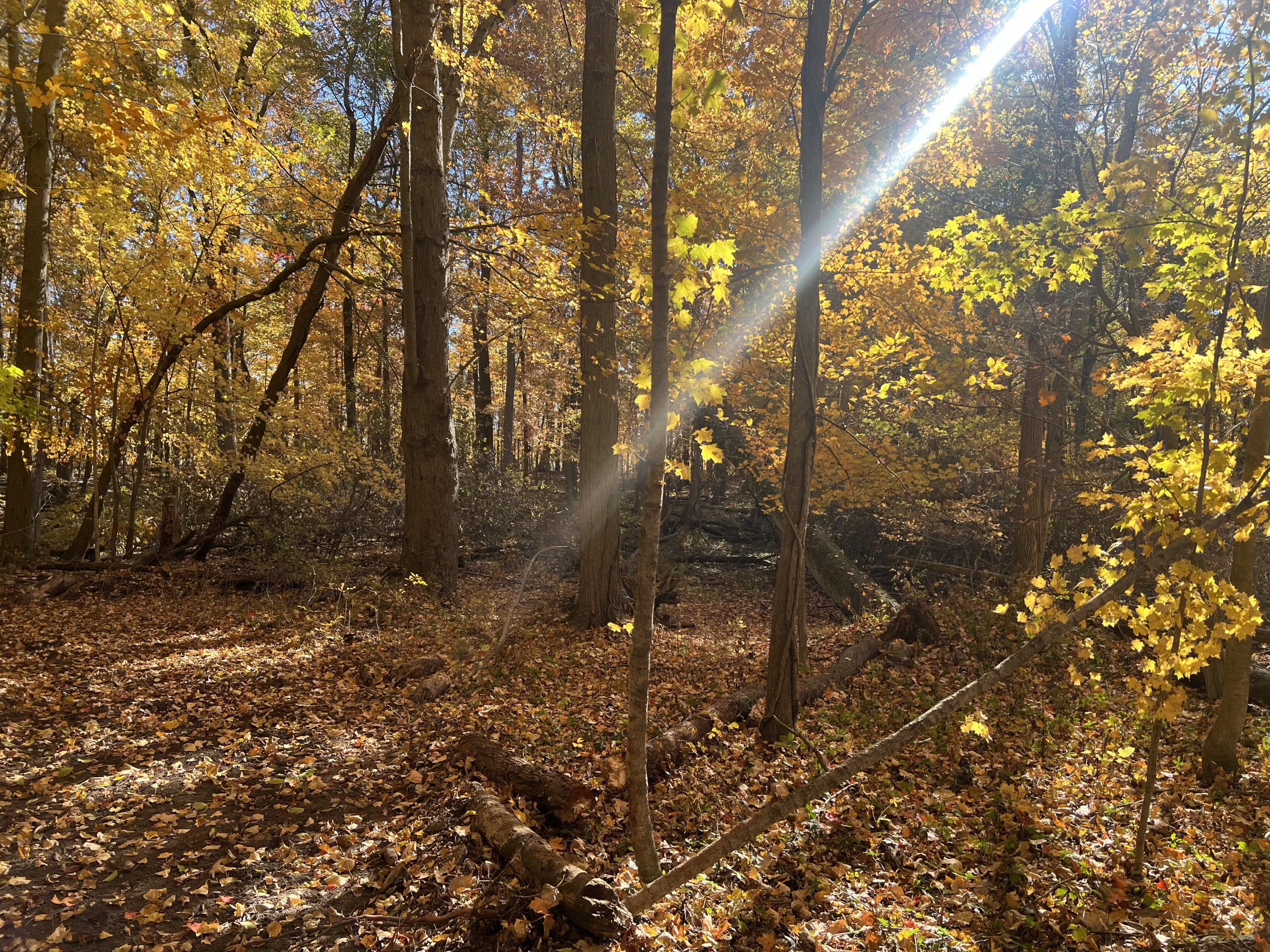 Mature Ohio hardwood stand showing oak and maple trees evaluated for timber value